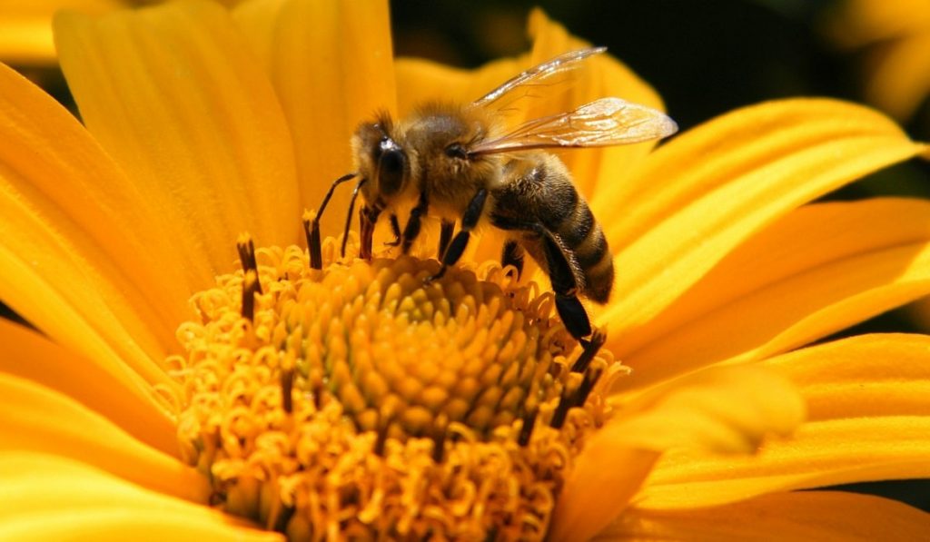 Tehlikeli seviyeye ulaştı: Milyonlarca arı öldü