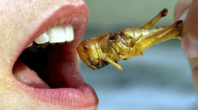 Uzman isimden akılalmaz iddia: Böcekleri yiyeceğiz