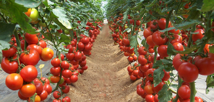 Rusya, Türkiye den domates alım kotasını arttırdı