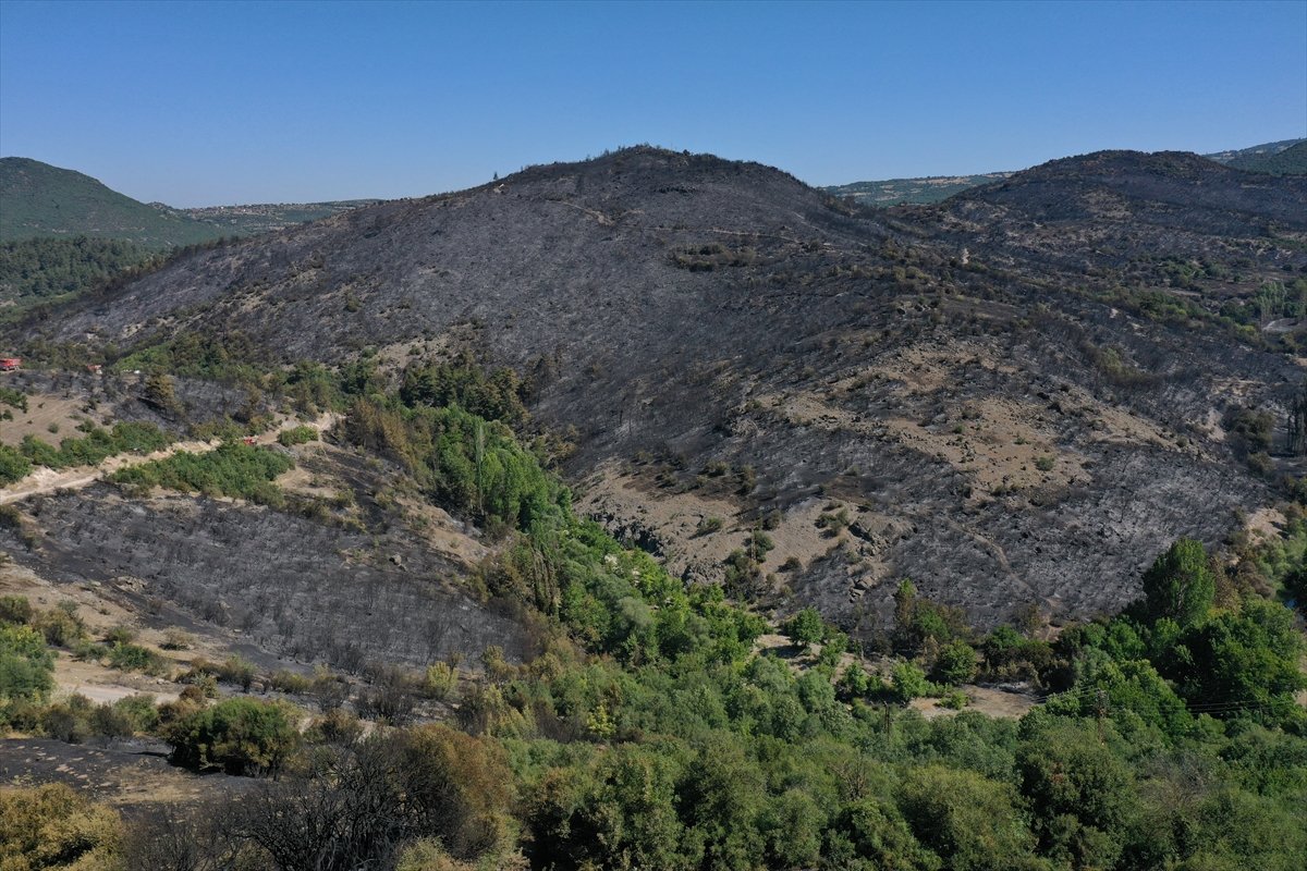50 hektarlık alan yangında zarar gördü
