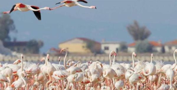 Flamingoların üreme alanlarına otoyol projesi