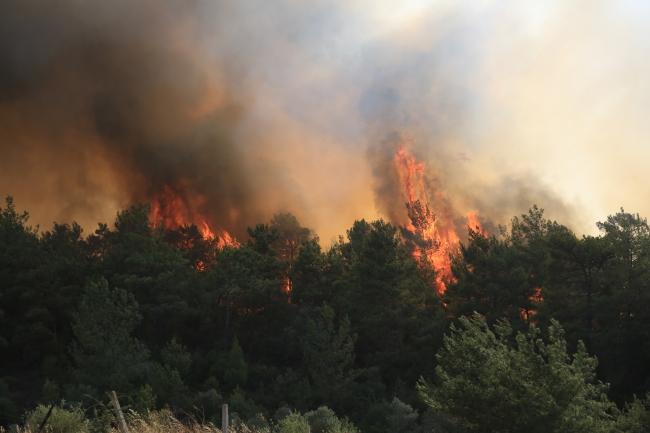 Bodrum ve Milas da orman yangını