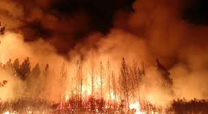 ABD de orman yangınları sürüyor