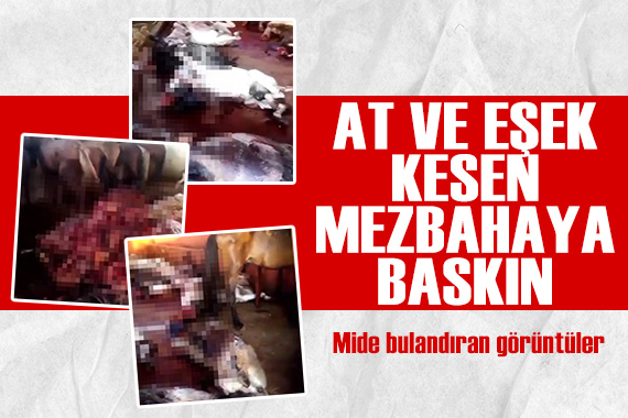 Kebabın başkenti Adana da mide bulandıran görüntüler... Eşek ve at kesimi yapılan mezbahaya baskın!