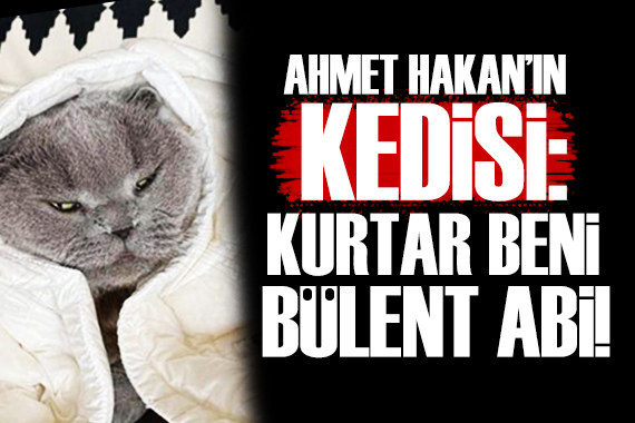 Ahmet Hakan dan Arınç a kedisinin dilinden yanıt: Kurtar Beni Bülent Abi!
