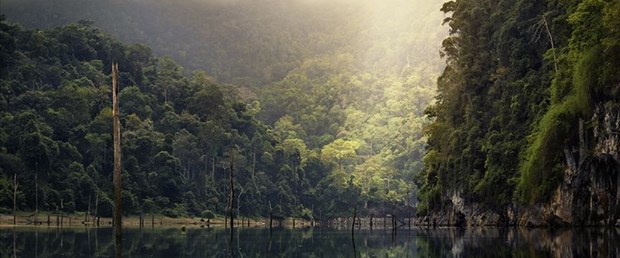 Amazon ormanları yok oluyor