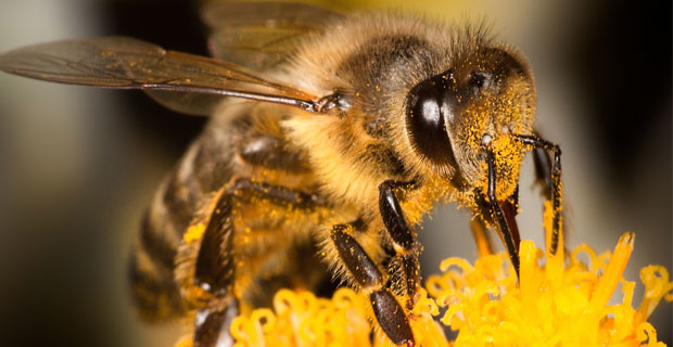 AB den arılara zararlı üç böcek ilacına yasak
