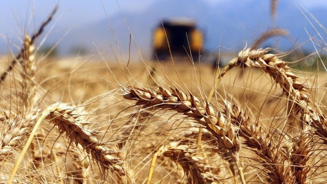 Buğday krizi kapıda: 10 hafta kaldı