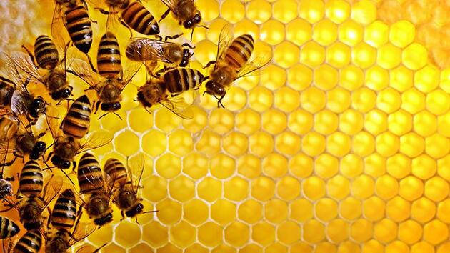 Bal arısının zehri laboratuvarda meme kanseri hücrelerini yok etti