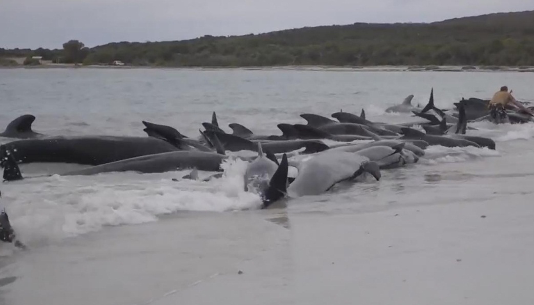 Avustralya da onlarca balina karaya vurdu