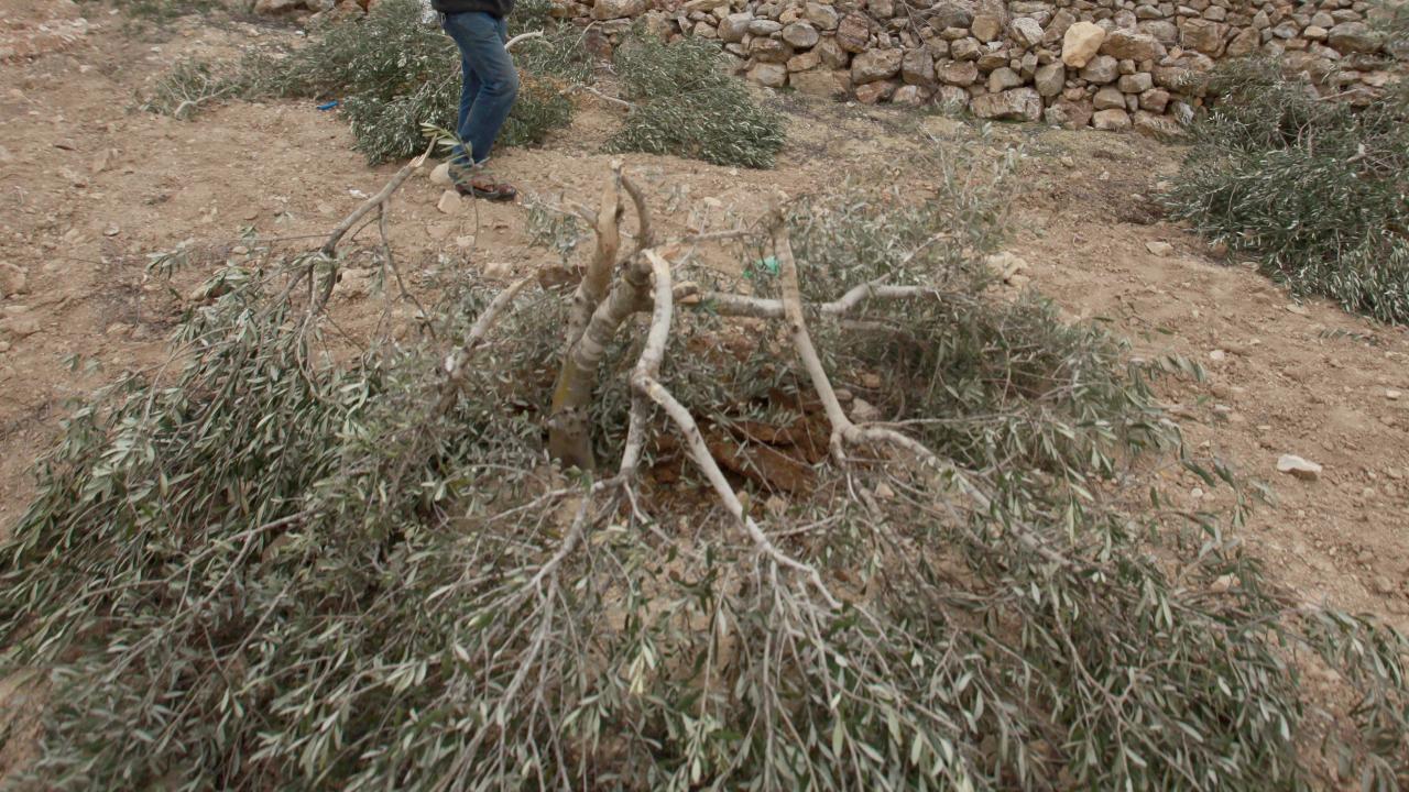 İşgalci Yahudiler, Filistinli çiftçiye ait yüzlerce ağacı kesti