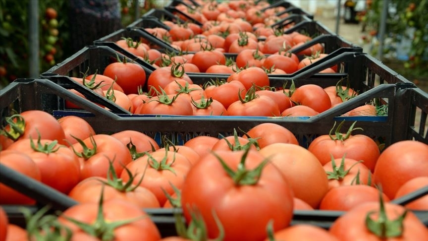Üreticilerden domates fiyatı açıklaması
