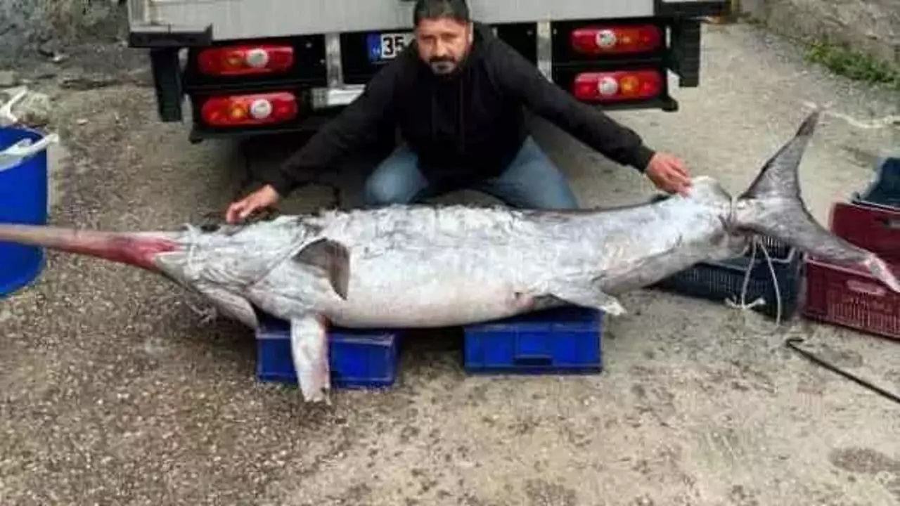 Görenler inanamadı! 150 kiloluk balığı yakaladı
