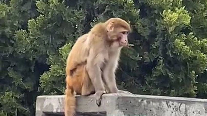 Firari maymun İstanbul da gezdi