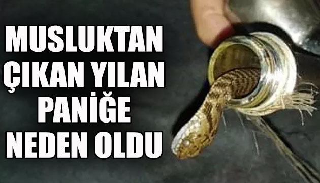 Musluktan çıkan yılan paniğe neden oldu!