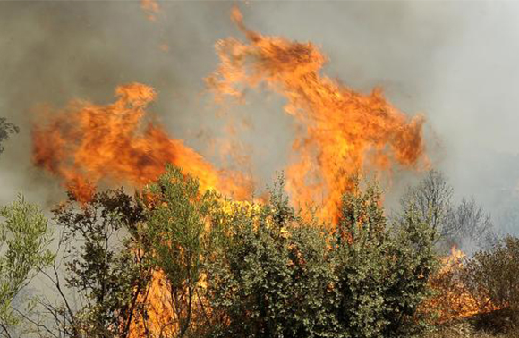 Cezayir orman yangınıyla boğuşuyor: 26 ölü!