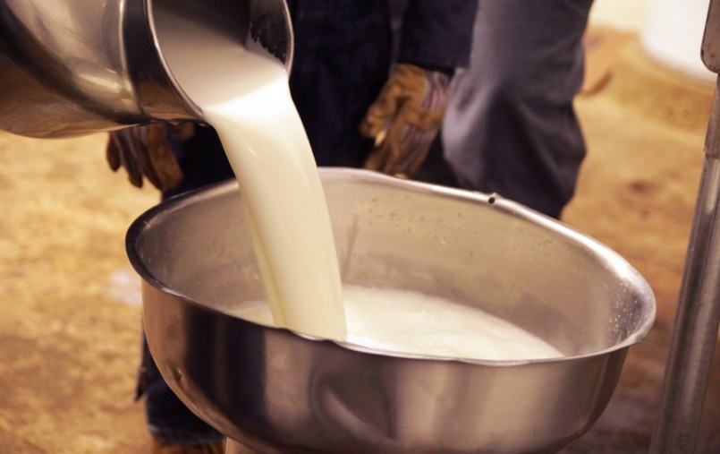 Çiğ süt işletmeleri için flaş karar! 2028 yılına uzatıldı
