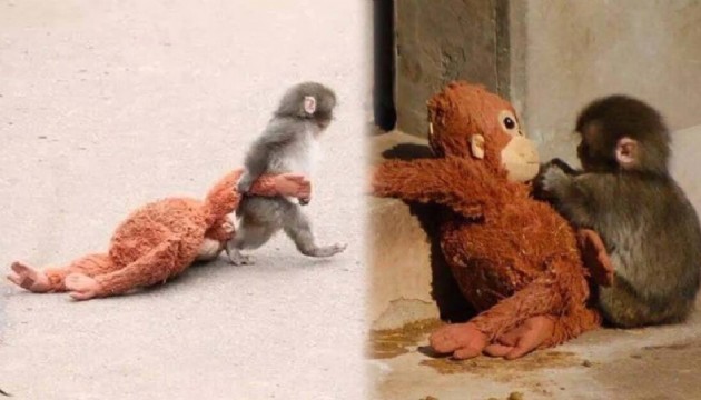 Punch sığınacak kucak buldu