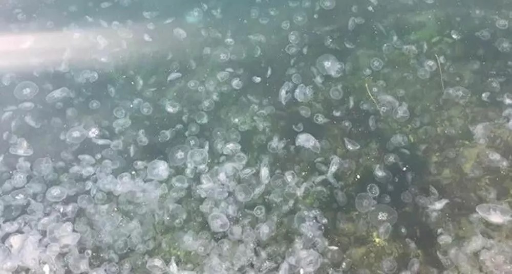 Binlerce denizanası kıyıya vurdu