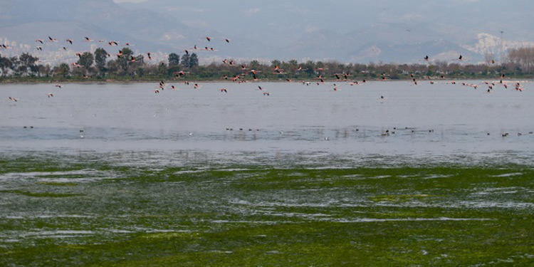 İzmir Körfezi nde yoğun kirlilikten dolayı  marul tarlası  oluştu