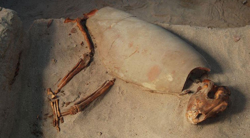 Tam 2000 yıllık! Mısır’da hayvan mezarlığı bulundu