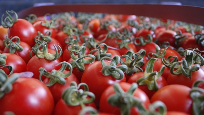 Rusya nın domates restine rest