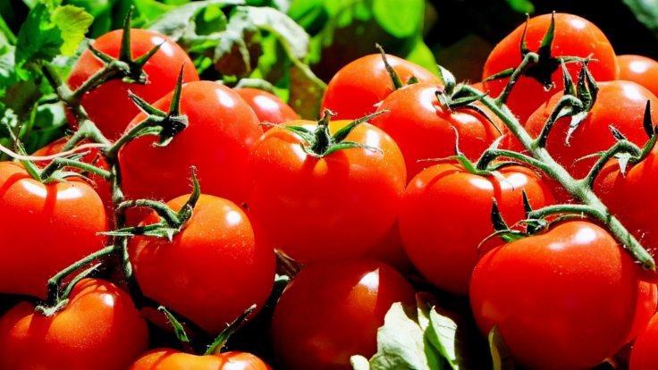 İki yıl aradan sonra ilk domates ihracı