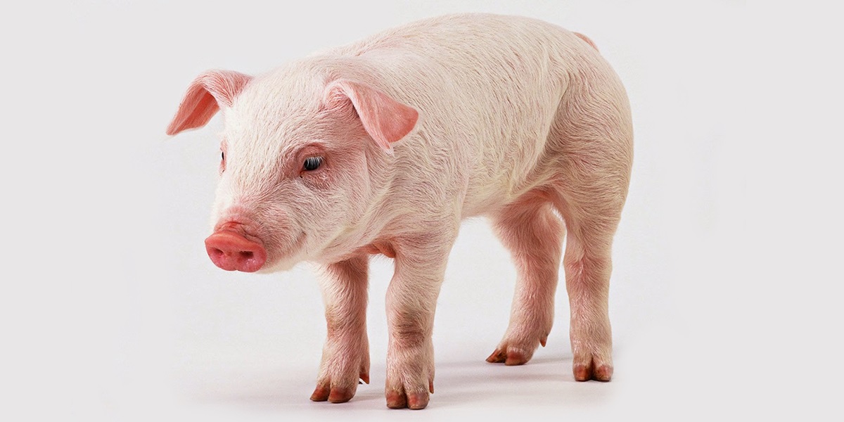 Almanya da domuzların hadım edilmesi mahkemeye taşınıyor