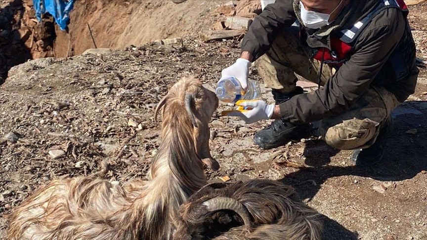 Gaziantep te enkaz altında kalan 5 hayvan 25 gün sonra çıkarıldı