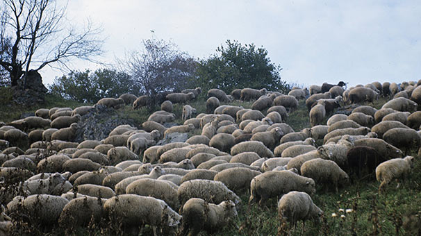 Esrar yiyen koyunlar köyü karıştırdı!