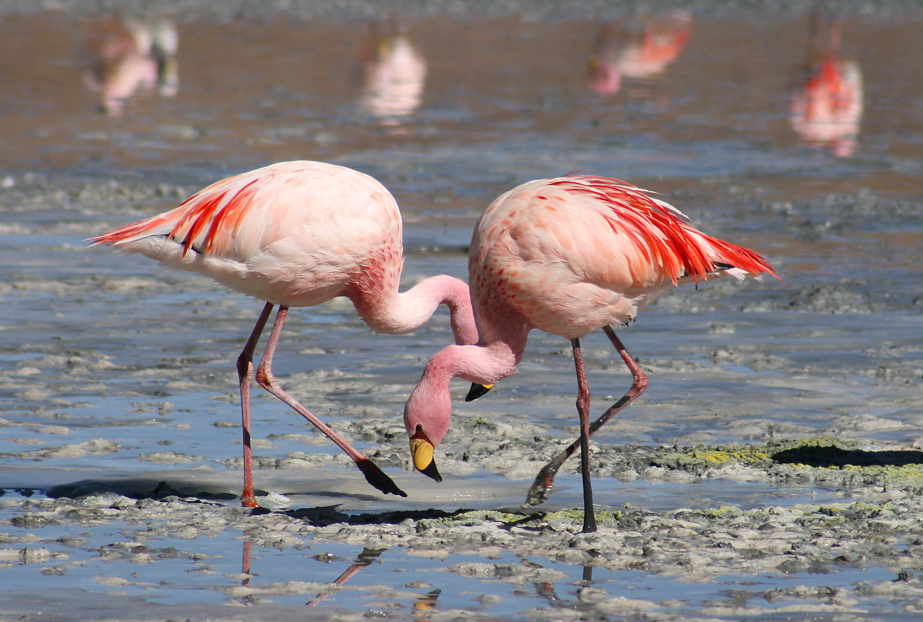Flamingoların zaferi