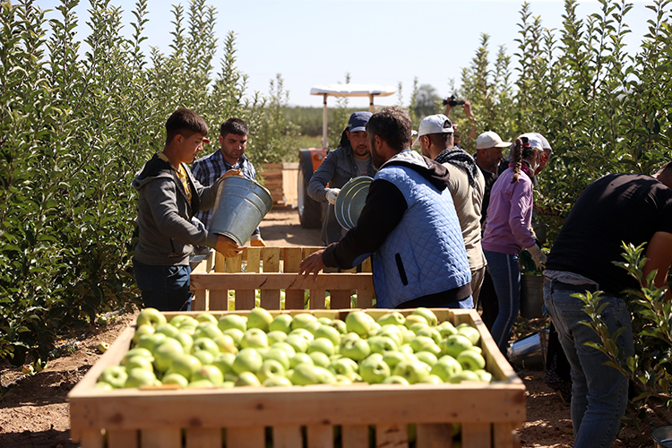 Kayseri den 18 ülkeye elma ihraç ediliyor