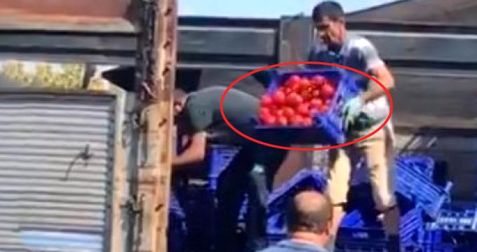 İBB domateslerin çöpe atılmasına kayıtsız kalmadı