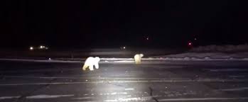 Kutup ayıları havalimanına girdi