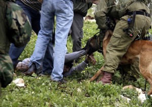 İsrailli askerlerin köpekli işkencesi tepki çekti!