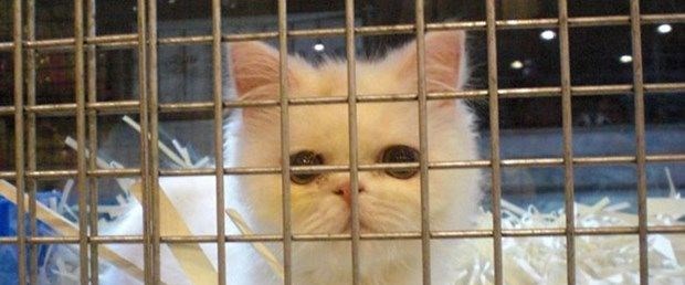 Pet shoptan aldığı kedi ölünce tüketici mahkemesine başvurdu