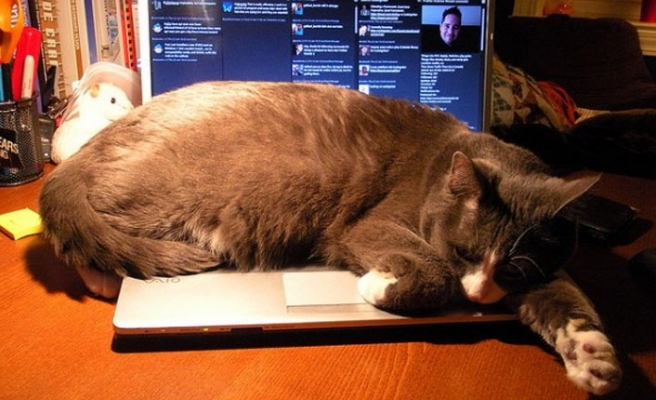 Kediler neden laptopların üzerine yatar?