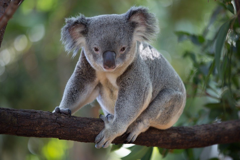 Avustralya hükümetinden koalalar için 35 milyon dolar destek!
