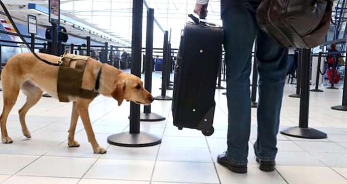 Havalimanı nda dedektör köpek devriyesi