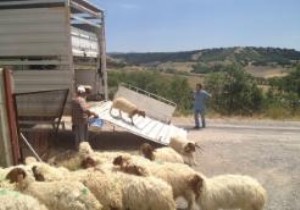 Koyun ihracatı başladı!