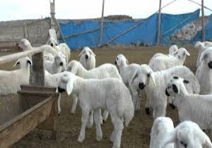 300 koyun projesinde son günler
