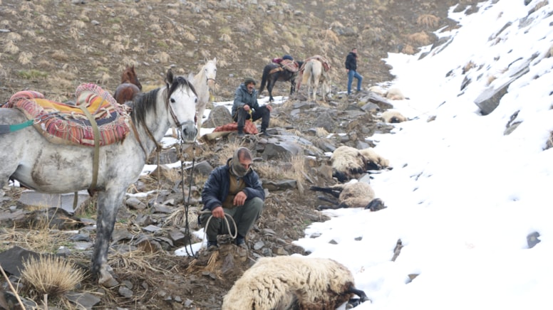 Yüksekova’da kurt dehşeti: 65 koyun öldü