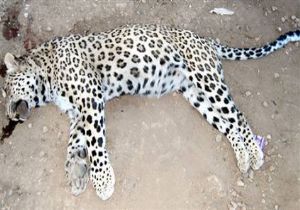 Kendisine saldıran leoparı kürekle öldürdü!