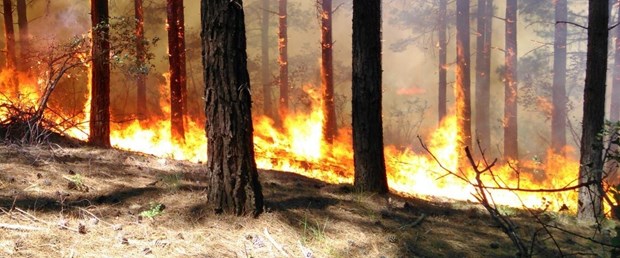 Milas ta orman yangını paniği