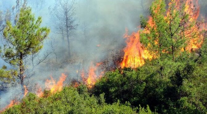 Antalya da makilik alanda yangın