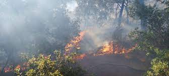 Manisa daki orman yangını büyüyor!