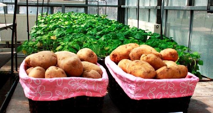 Milli patateslerin ismi ne olacak?