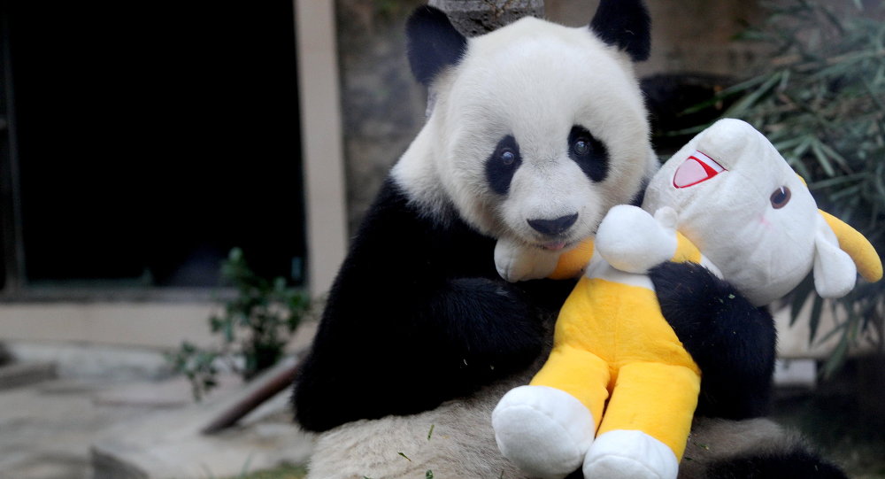 Dünyanın en yaşlı erkek pandası Pan Pan hayatını kaybetti