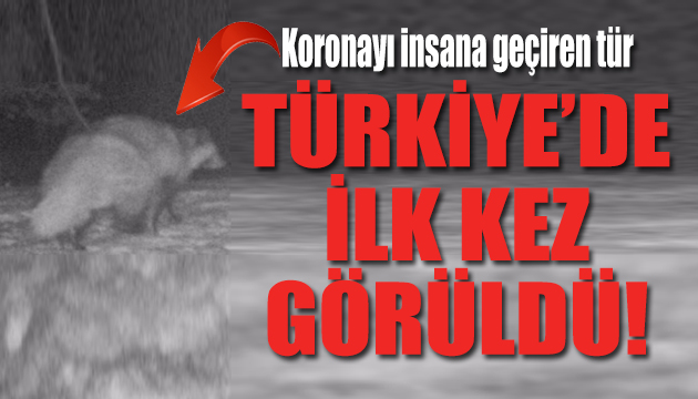 Koronayı insana geçiren tür Türkiye’de ilk kez görüldü!