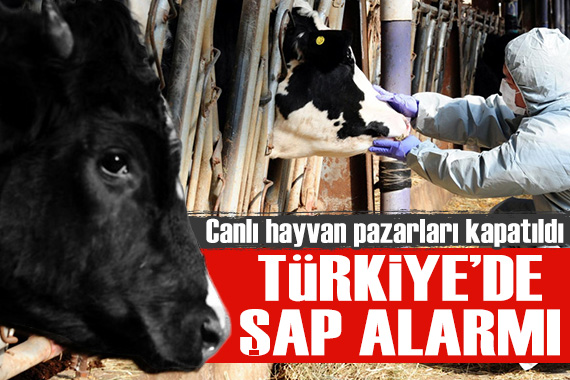 Türkiye de şap alarmı: Canlı hayvan pazarları kapatıldı!